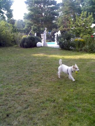 Hundepension "Einzel" Hundebetreuung Berlin-Umland