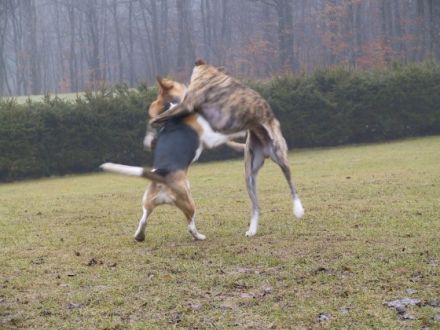 Hundeschule Dogs Coaching