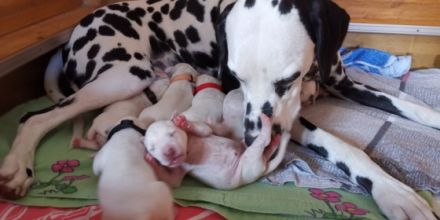 Von den Sandstücken