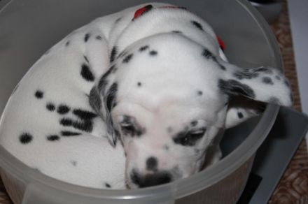 Von den Sandstücken