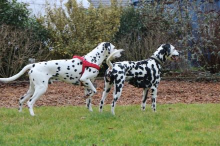 Von den Sandstücken