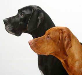 Dogjack24 - Hundeschule in Witten Bochum &Umgebung