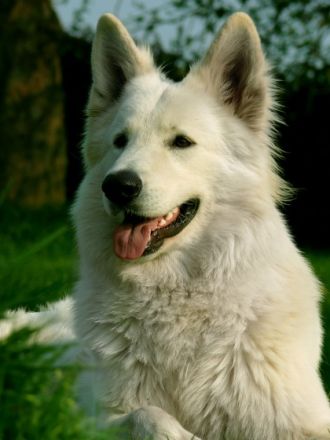 You win Again vom Werntal