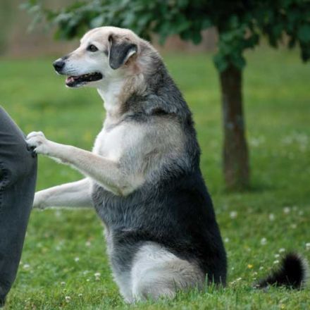 Harmony Life with dogs