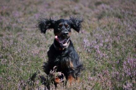 From the Noble Friends