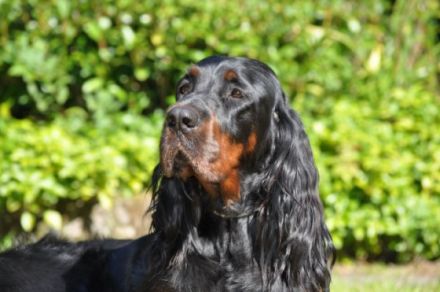 From the Noble Friends