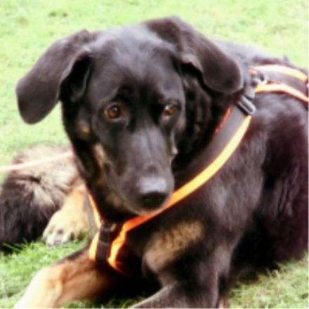 Hundeschule Miteinander-Vertrauen lernen und leben