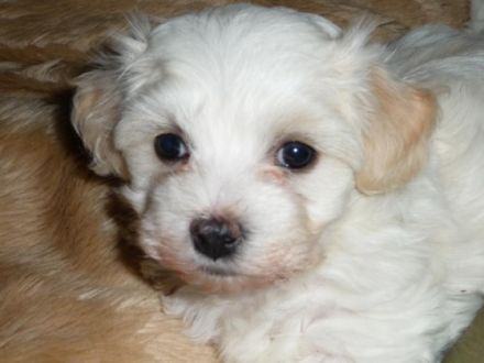 of the thousand Mountains