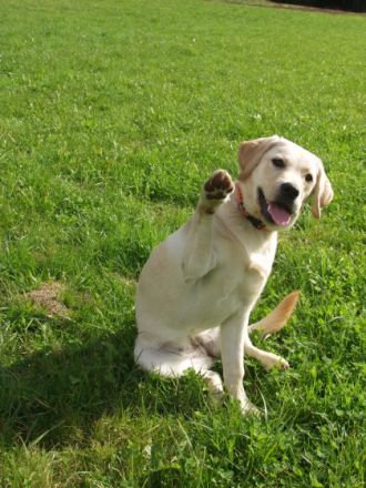Hundeschule Claudia Köhlein