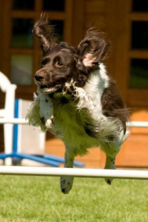 Partner Hund Bad Salzuflen e.V.