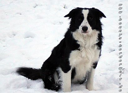 a leader from the tyre-stamp