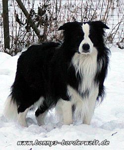 a leader from the tyre-stamp