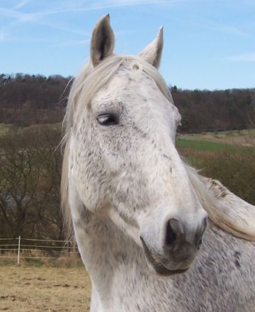 Praxis für Tierheilkunde & Tierpsychologie C.Kieslich