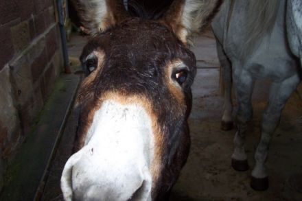 Praxis für Tierheilkunde & Tierpsychologie C.Kieslich