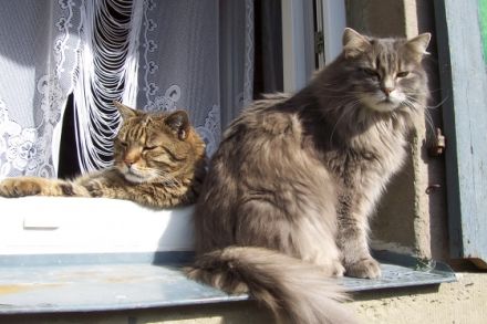 Praxis für Tierheilkunde & Tierpsychologie C.Kieslich