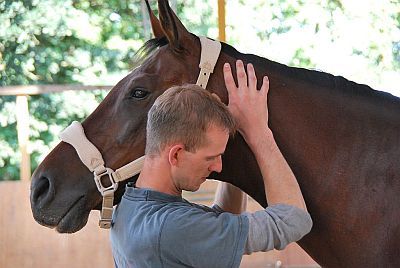 Tierheilpraktikermobil - Mobile Tierheilpraxis & osteopathische Pferdetherapie Stefan Luckow