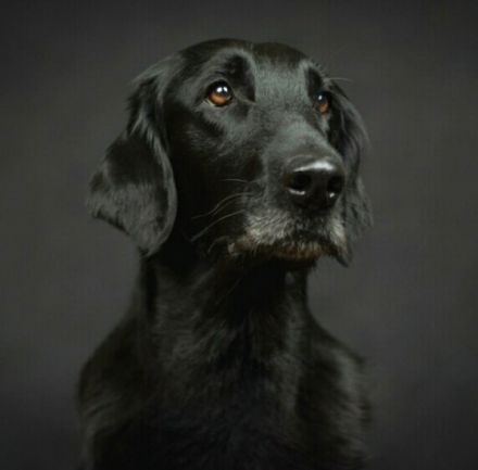 Stoneyard s dark velvet