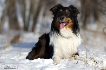 Doormann´s Captain Spike DNA-VP BH