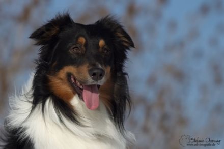 Doormann´s Captain Spike DNA-VP BH