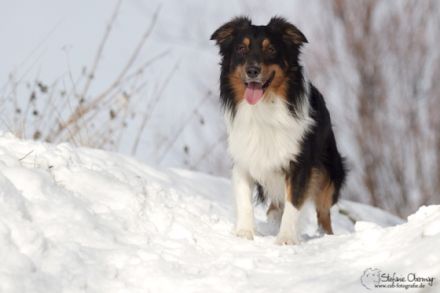 Doormann´s Captain Spike DNA-VP BH