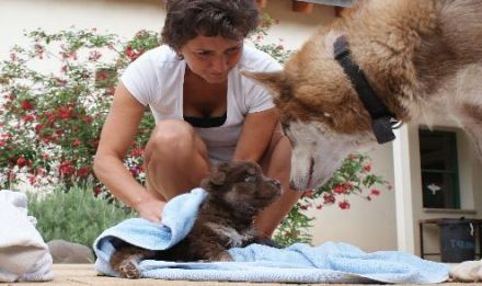 Gittes Hundetraining Bergstraße