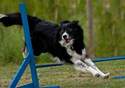 Gittes Hundetraining Bergstraße