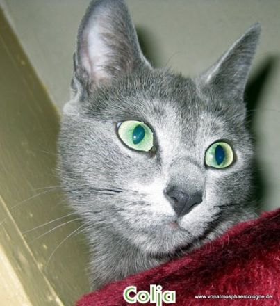 Eur.Ch. Colja vonAtmosphärCologne