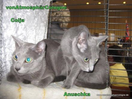 Eur.Ch. Colja vonAtmosphärCologne