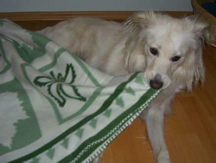 Tierpsychologie u. Tierhomöopathie Künnemann