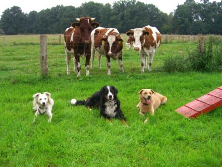 Tierpsychologie u. Tierhomöopathie Künnemann