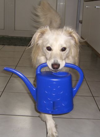 Tierpsychologie u. Tierhomöopathie Künnemann