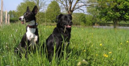 domestic dog - Hundeschule Gut Zissendorf