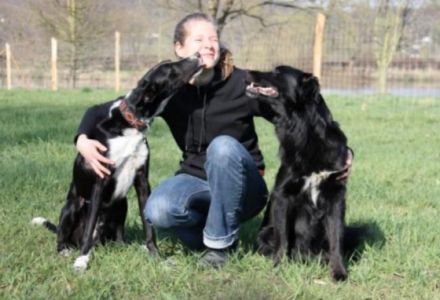 domestic dog - Hundeschule Gut Zissendorf