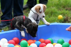 Hundeschule Rheinberg - Beata Schubert
