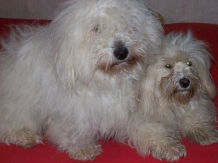 Coton - Dream - Deluxe