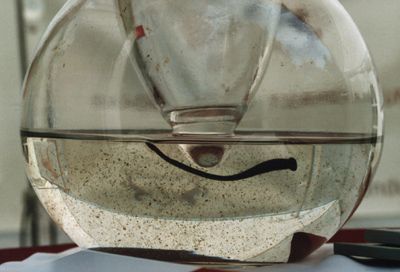 Tierheilpraxis Michael Schatta