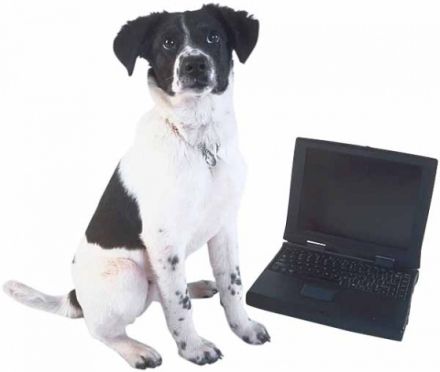 Hundeschule in Berlin Frank Lochmüller