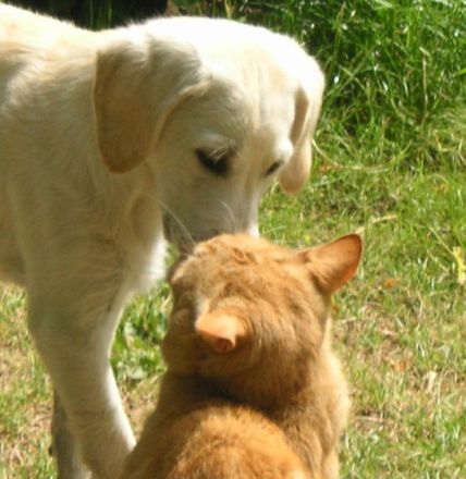 Tier-Naturheilkunde-Wulfsbarg