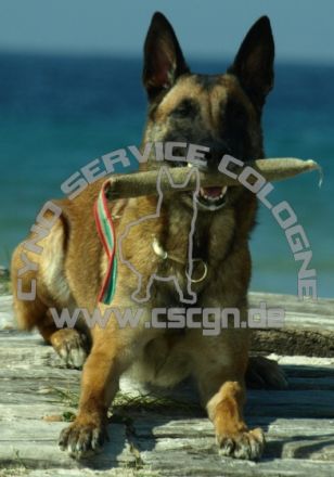 Cyno Service Cologne