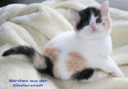 Zucht von Niederrhein, aus der Klosterstadt