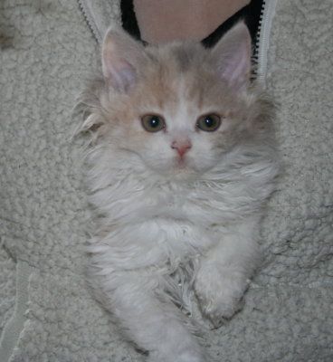 Zucht von Niederrhein, aus der Klosterstadt