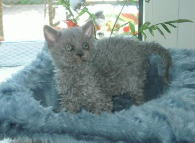 Zucht von Niederrhein, aus der Klosterstadt