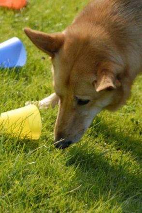 Canis Vivendi Ganzheitliches Hundetraining