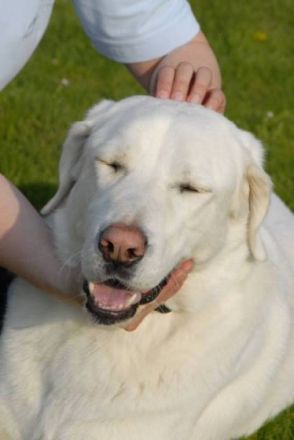 Canis Vivendi Ganzheitliches Hundetraining