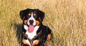 physio4dogs - mobile Praxis für Hundephysiotherapie und Hundeosteopathie