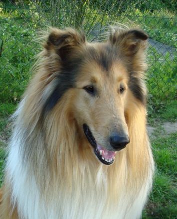 El Lobo vom Sternenfeld