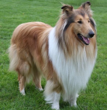 El Lobo vom Sternenfeld