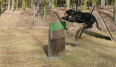 Sporthundeverein Lübben