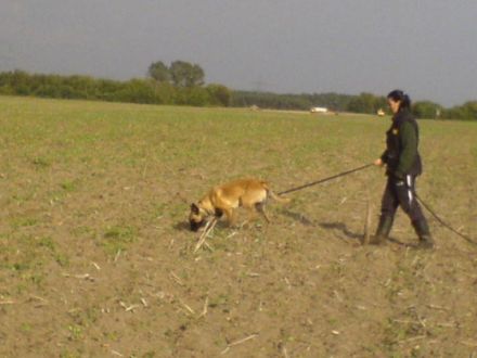 Sporthundeverein Lübben