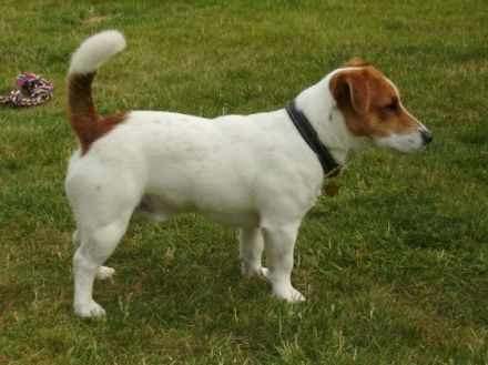 Clinton gen. "Copper" vom Nixstein